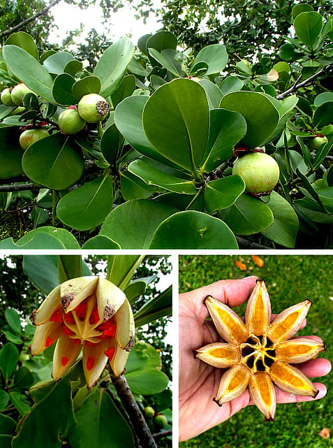 Autograph Tree's seed capsules resemble fruits when young. They eventually split open, looking like some alien creatures!