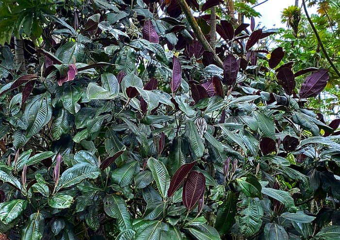 Listed as a Noxious Weed by Hawaii State Agriculture Department, Miconia is taking over the native forest habitat.