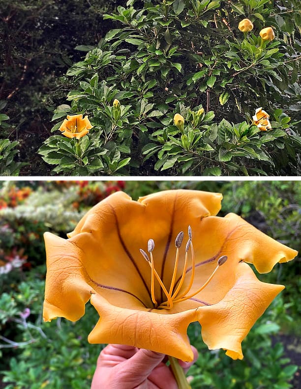 The giant prehistoric looking Cup of Gold flower turns a deeper shade of gold as it matures.