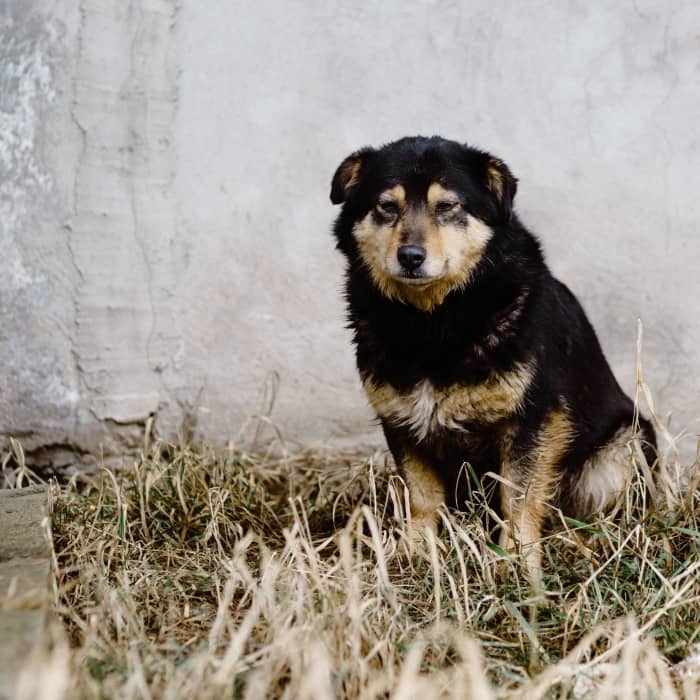 My dog keeps trying to poop, but nothing comes out. This is one of several signs of constipation in dogs.