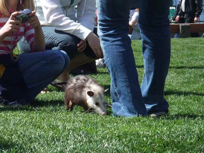 10 Exotic Pets You Can Own That Are Native to the United States