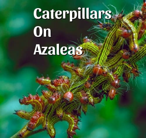 caterpillars-on-azalea-plants