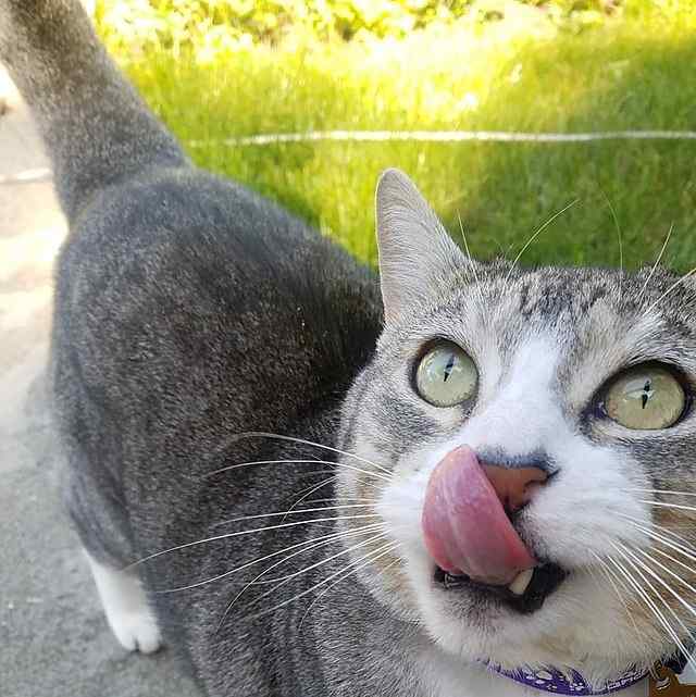 Why Does My Cat Lick Me? HubPages