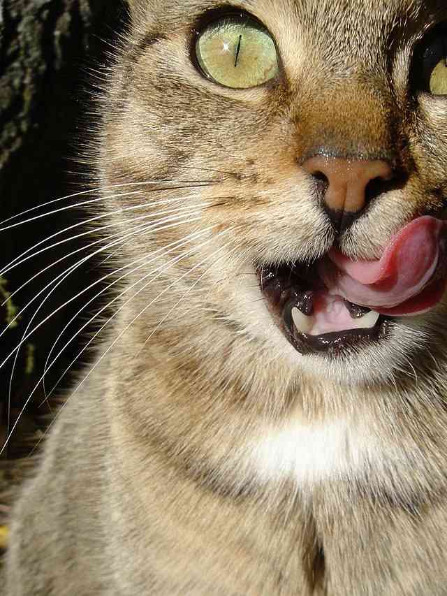 Why Does My Cat Lick Me? HubPages