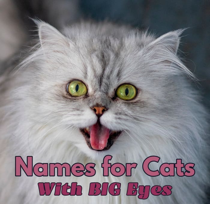 95 Names for Cats With Big Eyes - PetHelpful