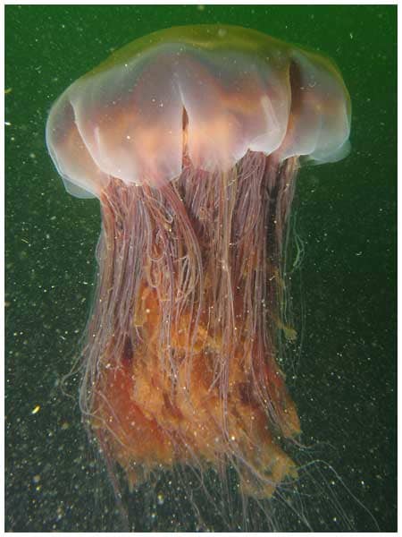 biggest-and-smallest-animals-on-gods-green-earth