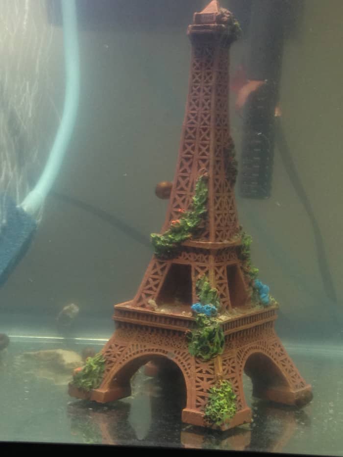 Ramshorn snails are a popular feeder snail. They reproduce quickly and typically remain at a manageable size.
