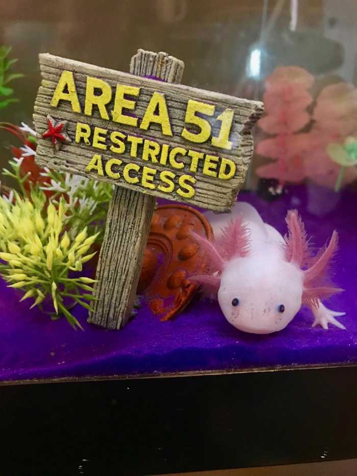 5 Ways to Keep an Axolotl Tank Cool in the Summer (Without an Aquarium