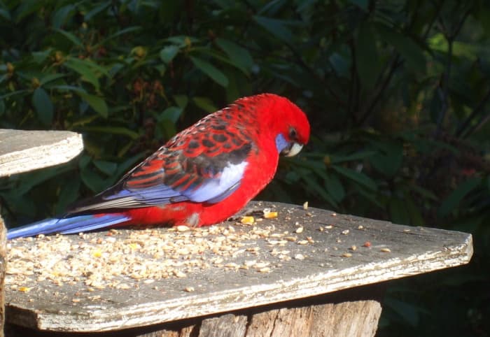 Bird tables and feeders are a great way to attract unusual birds to your garden. This is a Crimson Rosella, a type of Australian parrot.