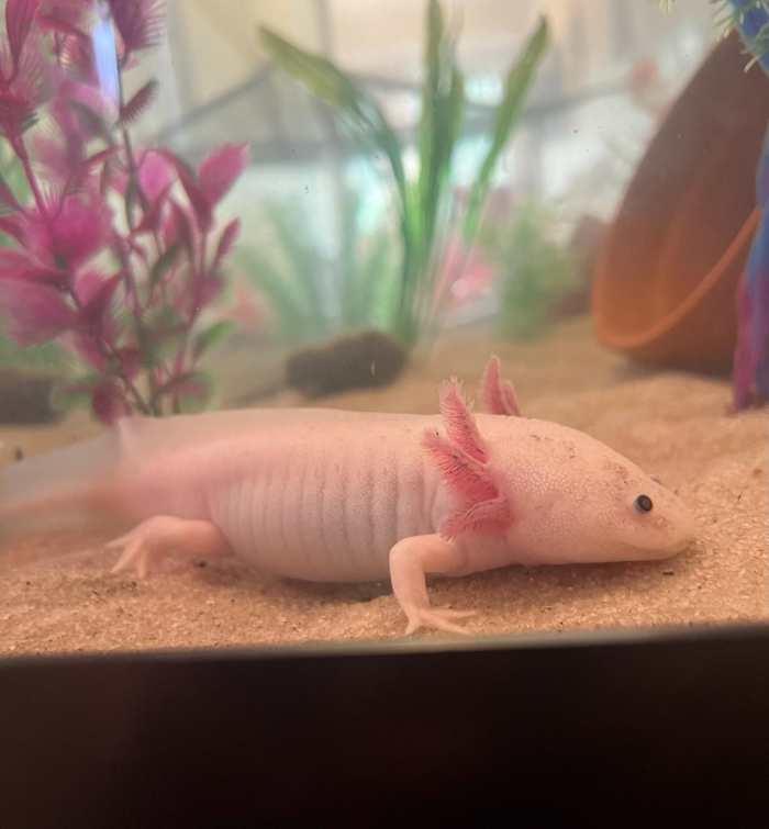 How to Clean an Axolotl Tank PetHelpful