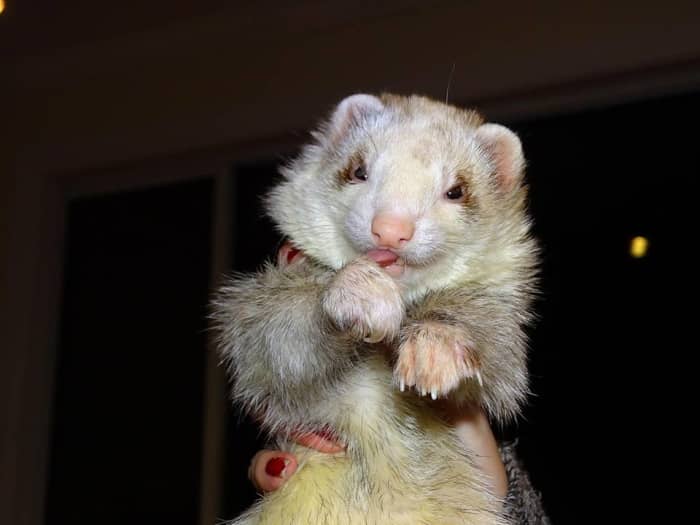 Ferrets and Waardenburg Syndrome: What You Need to Know - PetHelpful