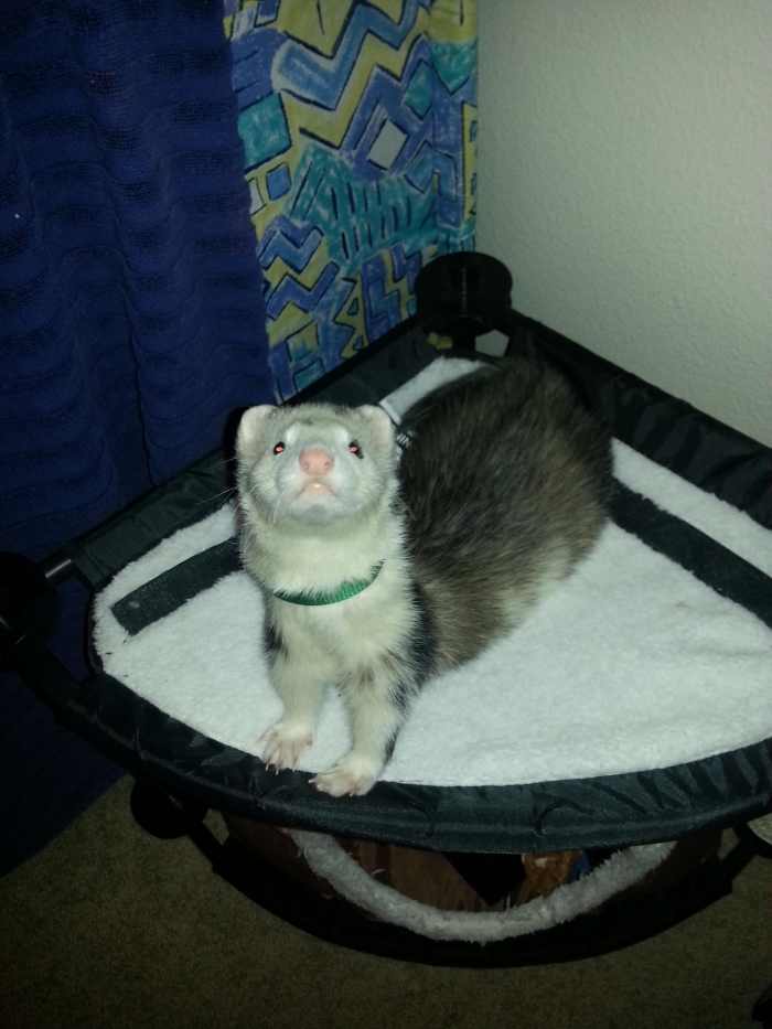 Ferrets and Waardenburg Syndrome What You Need to Know PetHelpful