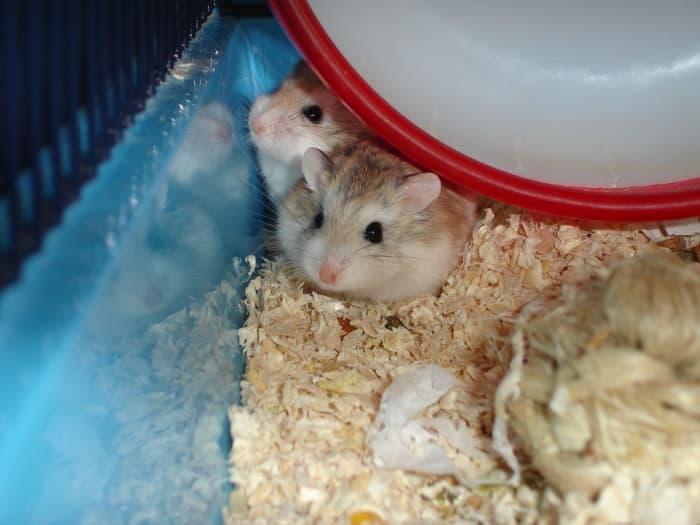 The Best Diet for Hamsters as Recommended by Experts - PetHelpful