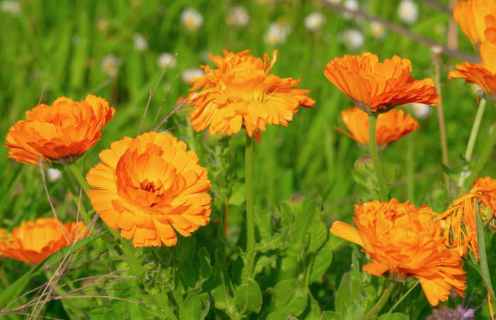 Don't mistake marigold tagetes for Calendula officinalis, pictured above. They look similar but have distinctly different properties.