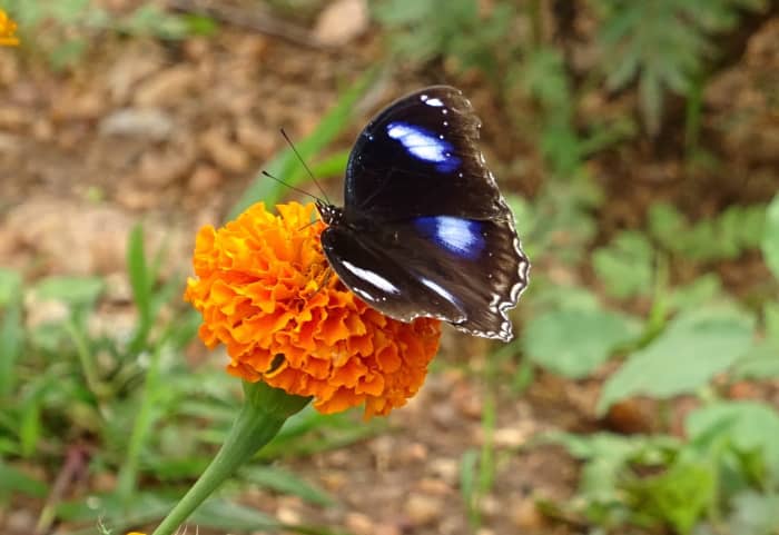 Marigold Tagetes, or the African Marigold, is a pretty flower that packs a punch. Its roots release pungent chemicals that repel slugs and snails.