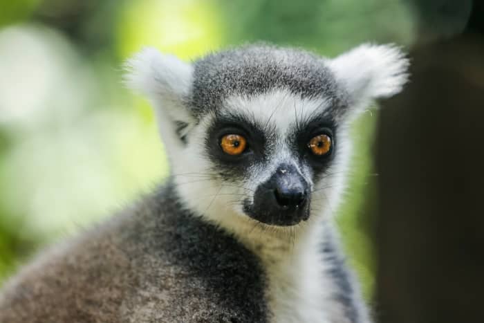 Philip Sclater proposed that Madagascar and India were once part of a larger continent, and named this missing landmass ‘Lemuria’. His theory was accepted because we find lemurs on both continents.