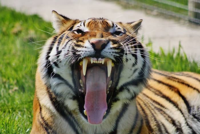 All cats need their teeth taken care of daily, even if some of them are not willing to help.
