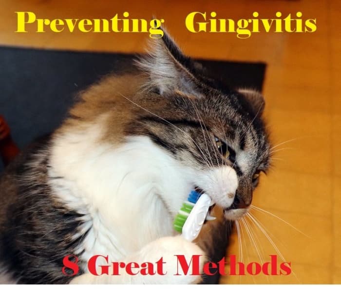 Not all cats will allow their teeth to be brushed so there are other methods that work.