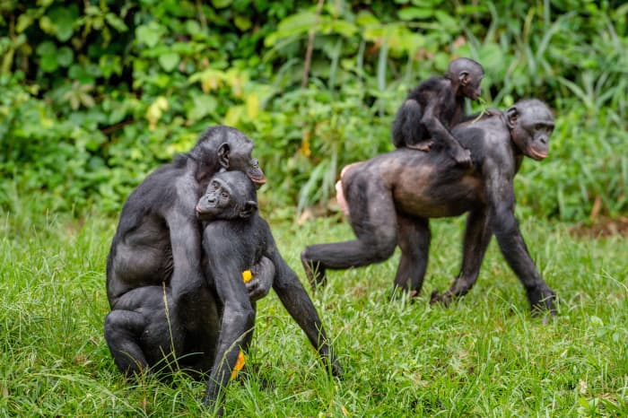 Bonobo Monkeys: 5 Facts About Humanity's Closest Relative - Owlcation