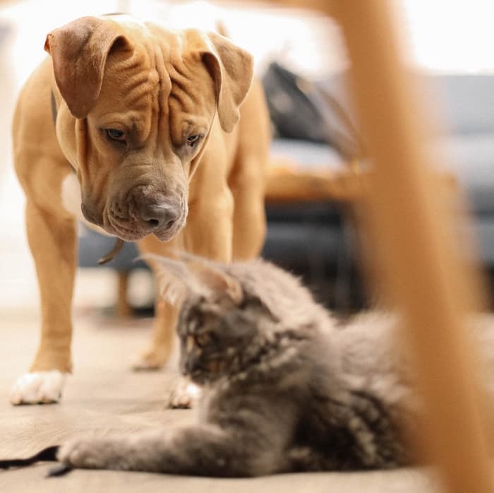 Overprotectiveness of a new kitten is likely a sign of resource guarding. Here's what you can do to help.