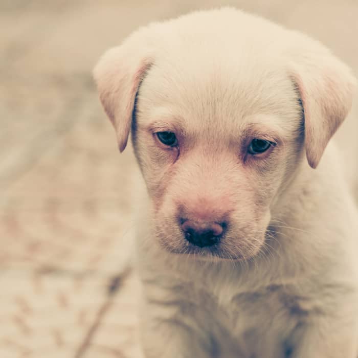 One effect of a giardia infection is a change in the puppy's gut biome. Here's what you can do to help.