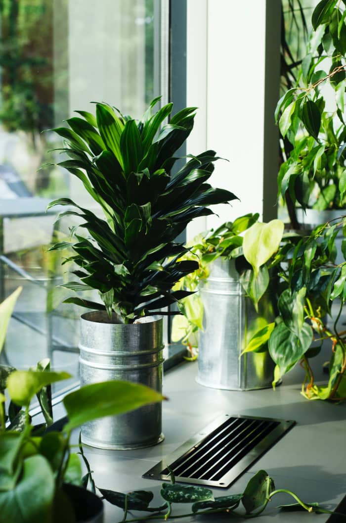Dracaena fragrans is native to parts of tropical Africa. It is also called corn plant. It can get 12-15 feet tall.