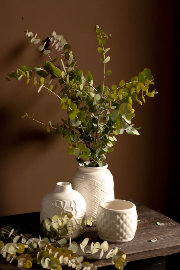 Eucalyptus isn't great to have in a home with CATS, but when it comes to BIRDS, it can actually be medicinal.
