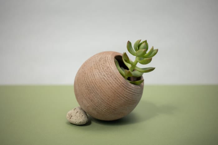 Jade plant is one of the more common houseplants. It's also called a lucky plant or money plant. It's native to South Africa and Mozambique.