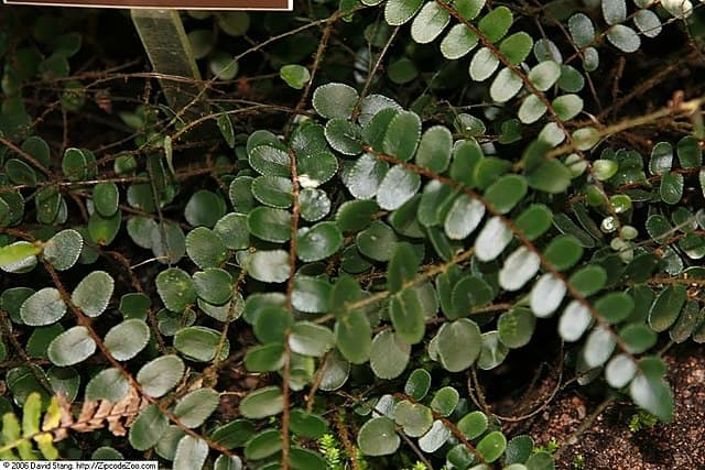 Pellaea rotundifolia, button fern, has arching fronds with round leaflets. It is native to New Zealand.