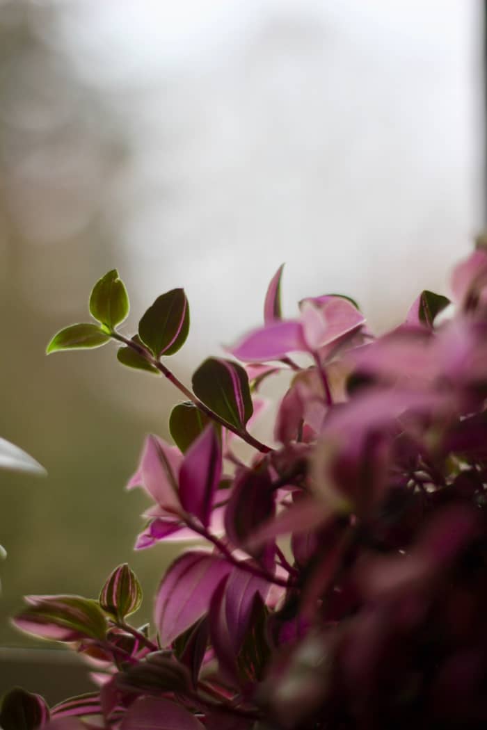 Wandering Jew is a creeping plant. It is also called silver inch plant. The name Wandering Jew is considered controversial to some, so the alternative "wandering dude" is used in some places.