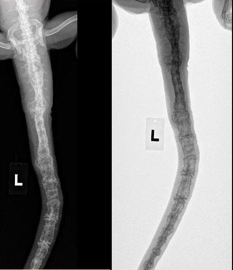 In this photo, you can see the devastating damage infection can do to the tail's interior. The infection traveled to the pelvic region, so it is too late to resolve this condition with amputation. This patient was treated with antibiotics.