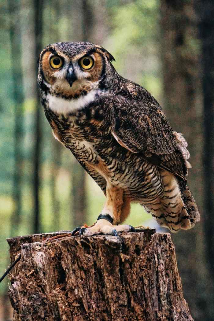 250+ Super Cute Owl Names PetHelpful