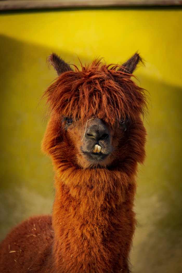 250+ Cute and Funny Llama Names PetHelpful