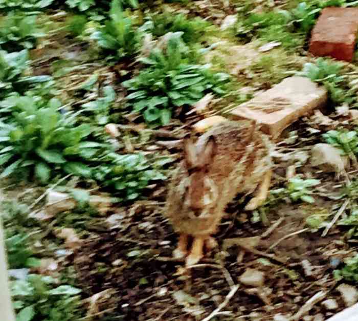 I Think I Saw a Rabbit LetterPile