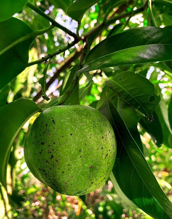 Immature black sapote has smooth, bright olive-green skin. It turns brownish green and wrinkly when ripe.