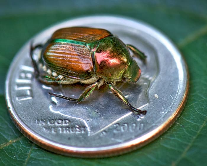 A Japanese beetle sits nicely atop a dime, but one can't help but want to use that dime to mash his little guts out before he has a chance to destroy some beautiful plant. Heck, he only gets to live for about a month anyway...