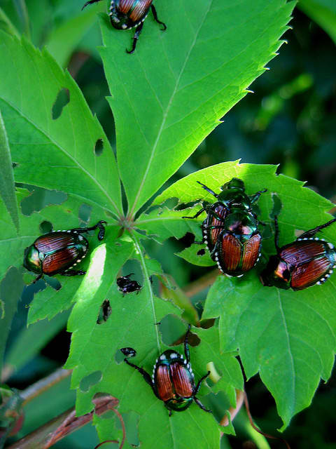 But after a while, your leaves will start looking like this. There is no end to the damage that Japanese Beetles can do to your plants. Get rid of them!