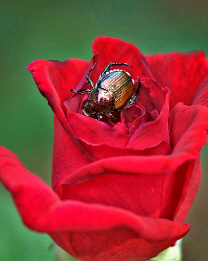 This is a photo of a Japanese beetle that has just landed on a flower. Don't let this beautiful loner deceive you, he hasn't begun to eat yet, and I'm certain his whole family is nearby. They start at the top, then work their way down.