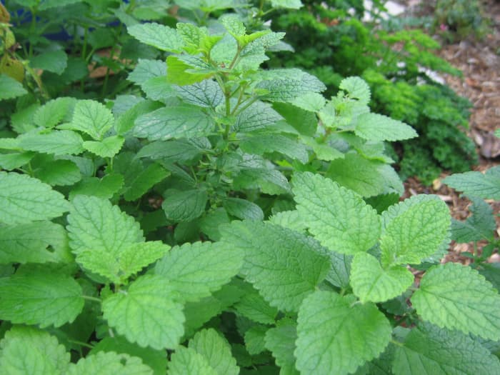 Lemon Balm Plant