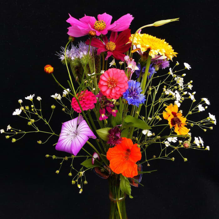 Pick some "wild" flowers like nasturtiums, zinnia, and cosmos from around your garden to create a floral bouquet to brighten someone's day.