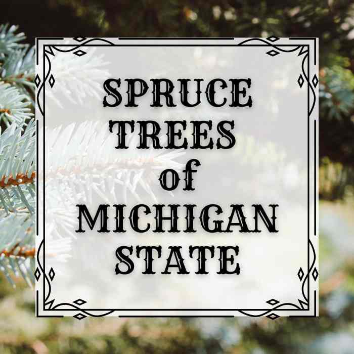 4 Most Common Spruce Trees of Michigan Owlcation