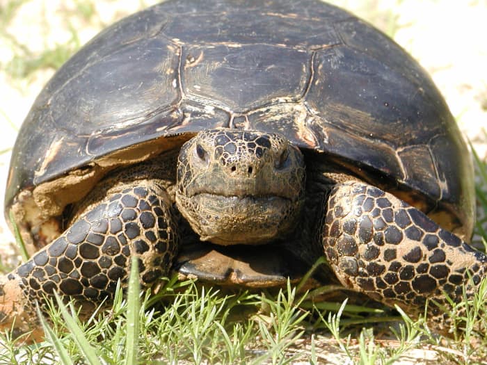 Gopher Tortoises in Louisiana - HubPages