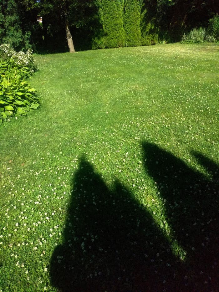We Recommend 3-4 inch lawn cutting depth. Helps to maintain this lushness and protects the soil from drying, and in turn, keeping the weeds down, too. Perfect for strolling with in your bare feet!