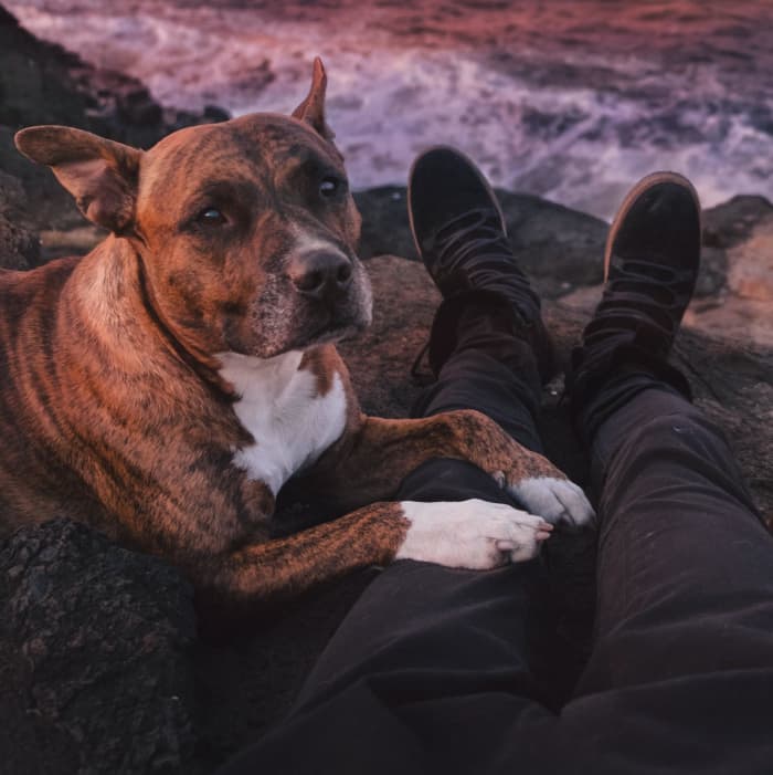 There are many reasons an older dog may begin to stagger or limp. Some are more easily treated than others.