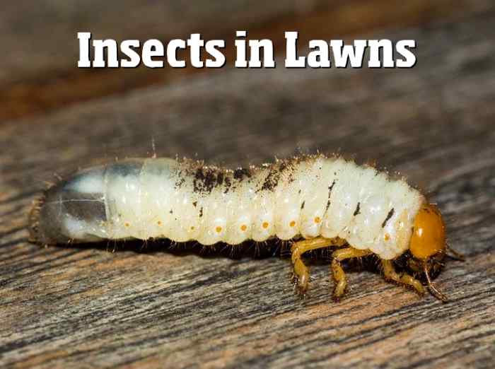 Lawn Insect Identification Guide (With Photos) HubPages