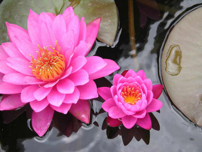 The Night Show of Water Lilies - HubPages