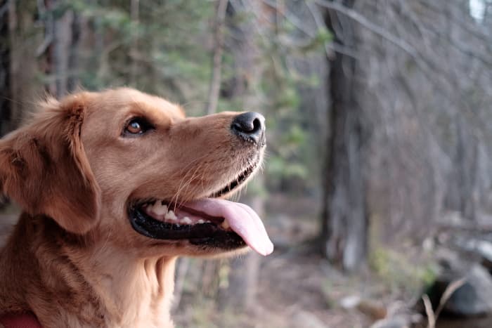 While these energetic dogs require lots of love and exercise, they repay their owners with a lifetime of loyalty and affection.
