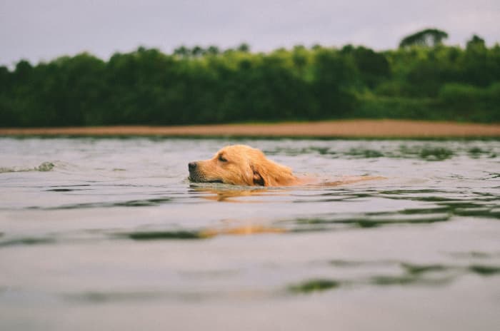 Golden Retrievers were originally bred as hunting dogs and were prized for their ability to retrieve prey without damaging it.