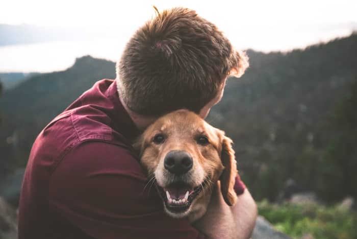 Golden Retrievers are very in tune with the emotions of those around them, making them excellent therapy dogs.