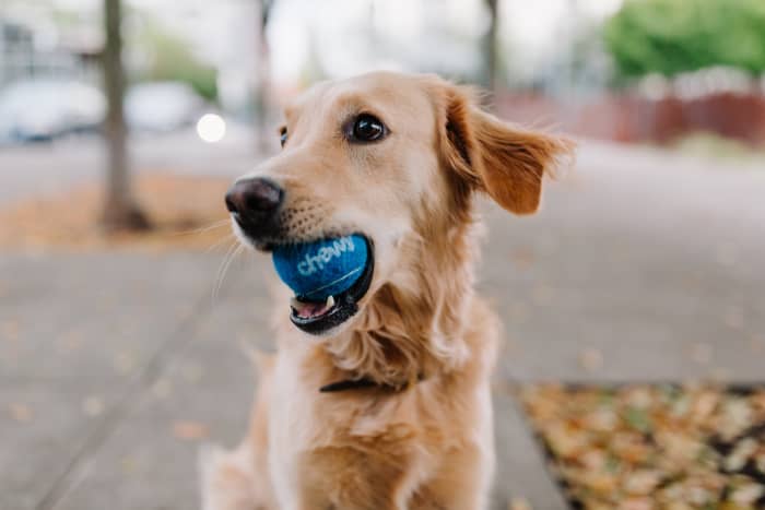 Golden Retrievers as playful and energetic as they are gentle and sweet, making them wonderful family dogs.